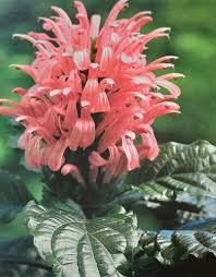 Image result for Justicia