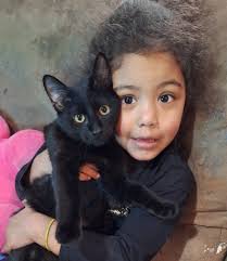 How to find a lost cat in Depew, New York?