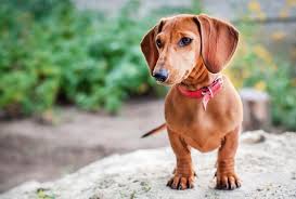 The vast majority of argentine jews are descended from immigrants who arrived from europe. Dachshund Names 70 Delightful Dreamy Wiener Dog Names All Things Dogs All Things Dogs