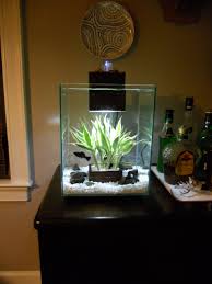 Fluval Chi Fish Tank Small Fish Tanks Beautiful Tropical Fish Betta Fish Care