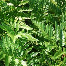 Image result for Rumohra adiantiformis