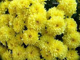 Chrysanthemum X Morifolium Flower Uses Best Flower Wallpaper