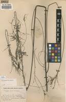 Image result for Indigofera dendroides