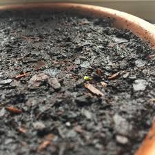 The seeds sprout in just 10 to 15 days, although they must be sown at the right time and under the correct conditions to help guarantee successful the safflower plant originated in western asia where the summers are long, hot and dry. One Of My Cactus Seeds Sprouted Cactus