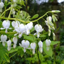 Image result for Dicentra spectabilis alba