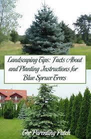 First, let's talk about what counts as a small tree. Landscaping Tips Facts About And Planting Instructions For Blue Spruce Trees Parenting Patch