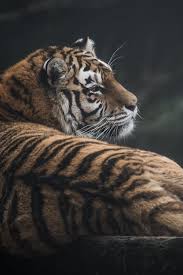 A gallery and the attached information appends to the official releases and genuine specifics in regards to the additional merchandise pertaining to each release. Wilde Katze Tiger Raub Zuruckblicken 640x1136 Iphone 5 5s 5c Se Hintergrundbilder Hd Bild