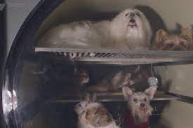 Maybe you would like to learn more about one of these? Video Freeze Dry Your Dead Pet And The Creepy Memory Will Live On Forever New York Post