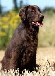 Flat Coated Retriever Information Including Pictures Training Behavior And Care Of Flat Coated Retrievers And Dog Breed Mixes Dog Dogs Puppy Puppies