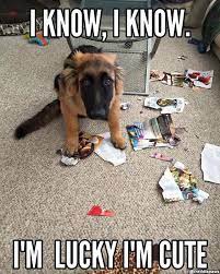 The German Shepherd Animaux Hilarants Animaux Droles Image De Chiot