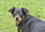 Chiweenie – The Ultimate Chihuahua Dachshund Mix Owners ...