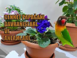 Kus Costuran Cennet Papagani Sesi Youtube