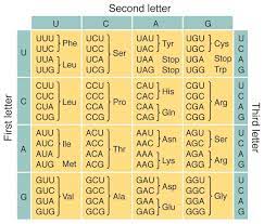 Each set of three nucleotides following this start codon is a codon in the mrna message. Dna Transcription And Translation Directions 1 Chegg Com