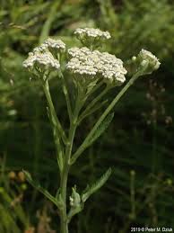 Image result for Mimulopsis alpina