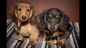 Do i need to run npm i docson localy? Romanee Conti Miniature Dachshund Puppies 4 Weeks Residential Dog Training Youtube