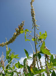 Image result for Crotalaria preladoi