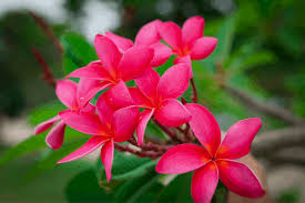 High to low date get early access to new arrivals and sales. How To Grow And Care Plumeria Plant Amazing Tips Gardening Tips And Tricks