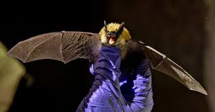 Image result for Bat Bite
