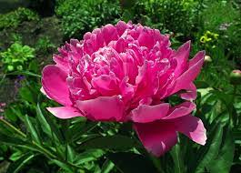 For more information check out: Peony Lactiflora Margaret Truman Peony Shipping Begins Feb 2021 From Leo Berbee Bulb Company