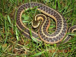 Eastern Garter Snake Snake Garter Eastern