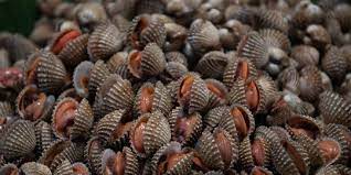 We did not find results for: Cara Memasak Kerang Agar Aman Dan Enak Dikonsumsi Merdeka Com