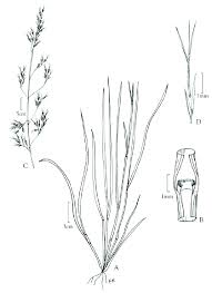 Image result for Aristida meridionalis