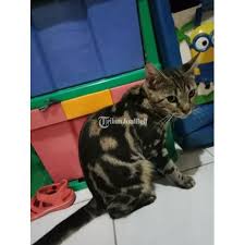 Karena buah yang sudah dibeli bisa saja rusak. Lepas Adopsi Bengal Betina Indukan Di Surabaya Tribunjualbeli Com