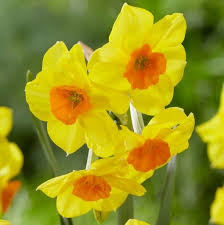 Narcissus Martinette Big Clusters Of 4 To 5 Intensely Fragrant Flowers On Tall Stems Rounded Slightly Wavy Beautiful Flowers Fragrant Flowers Yellow Flowers
