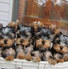 $0 (van nuys) pic hide this posting restore restore this posting. Adorable Male And Female Teacup Yorkie Puppy Yorkshire Puppies For Sale Cape Town Yorkshire Terrier For Sale Craigslist Yorkshire Terrier For Sale Cape Town Yorkshire Terrier For Sale Cheap Yorkshire Terrier