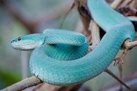 Blue Indigo Snake Pit Viper Beautiful Snakes Types Of Snake