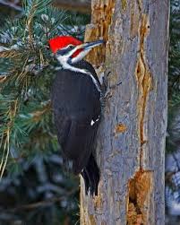Black And White Bird With Red Throat Ohio Pileated Woodpecker Whatbird Com Woodpecker Beautiful Birds Animals