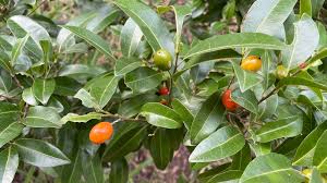 Image result for Drypetes arguta