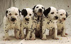 Like puppies, bunnies, babies, and so on. Hd Dalmatian Dog Wallpapers Peakpx