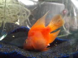 Check spelling or type a new query. Is My Blood Parrot Going To Lay Eggs My Aquarium Club