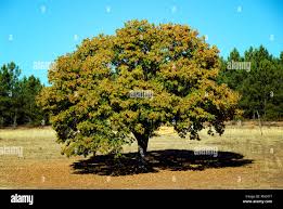 Chestnut trees in Autumn. Vinhais, Trás-os-Montes, Portugal Stock Photo -  Alamy