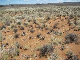 Image result for Stipagrostis uniplumis