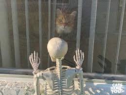 My family and i use an infrared lamp to help him as a therapy. Guess Who Is Back Cats Herd You
