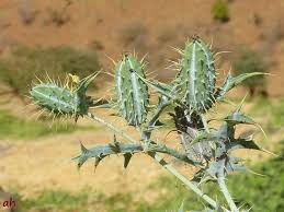 Image result for Argemone ochroleuca