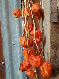 They are perfect to use for home. Royalty Free Chinese Lantern Flower Photos Free Download Pxfuel