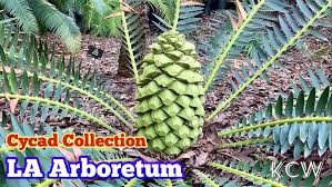 Image result for Encephalartos schmitzii