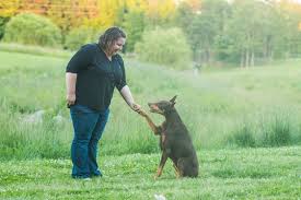 At obedience class or a ride in the car). Charlotte Dog Training In Home Dog Training Dog Training Classes