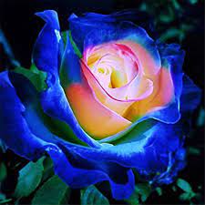 This video is a collection of beautiful blue rose pictures. Amazon Com Super1798 50pcs Rare Blue Pink Rose Seeds Garden Potted Rose Flowers Plant Garden Outdoor
