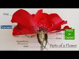 1) sepals, 2) petals, 3) stamen and, 4) carpel, each of them performing distinct functions. Parts Of A Flower Flower Parts Flower Structure Science Lessons
