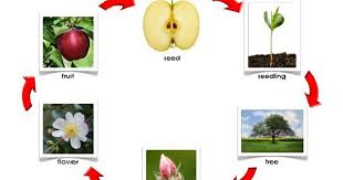 Life Cycle Of Apple Control Chart Pdf Fall Preschool