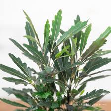 Image result for Plerandra