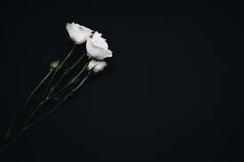 Search for white flower on black background in these categories. White Flowers On Black Background Photo Free Flower Image On Unsplash