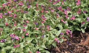 Hearts and flowers (aptenia cordifolia) ice plant is a perennial that is hardy in usda plant hardiness zones 9 through 11. Perennial Ground Covers For Shady Gardens