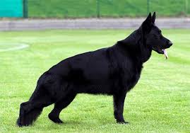nemeckaya ovcharka foto opisanie porody harakter i ceny chernye nemeckie ovcharki sobachi imena ovcharka