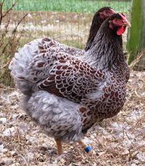 Maybe you would like to learn more about one of these? 404 Page Not Found Chickens Backyard Beautiful Chickens Wyandotte Chicken