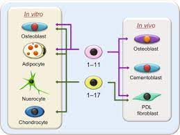 Organs of animal cell and tissue cells. Cell Line An Overview Sciencedirect Topics